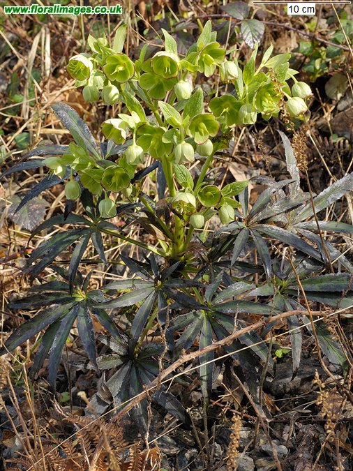 Helleborus foetidus