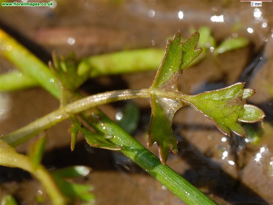 Helosciadium inundatum