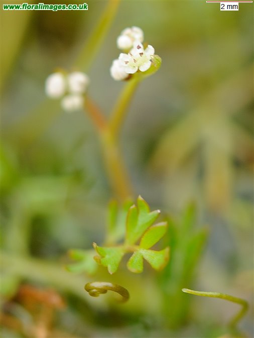 Helosciadium inundatum