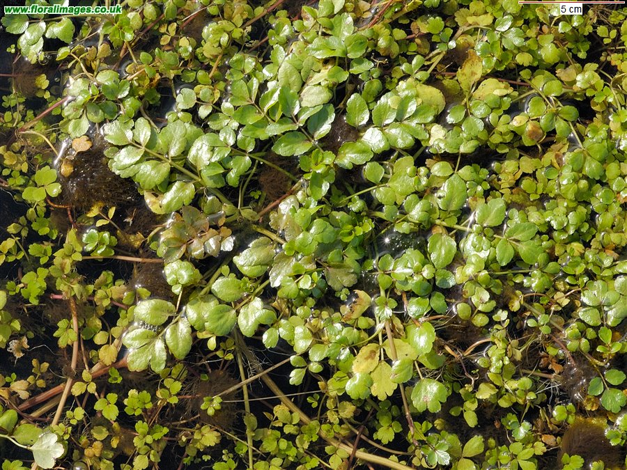 Helosciadium nodiflorum