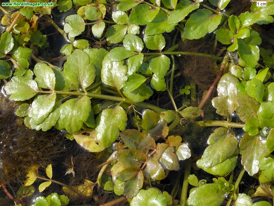 Helosciadium nodiflorum