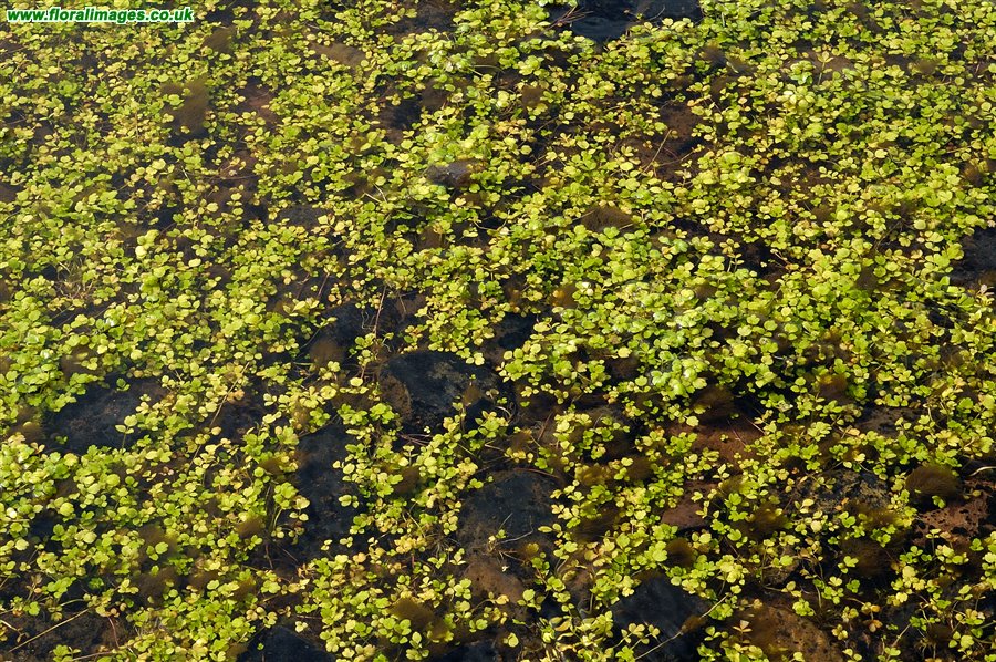 Helosciadium nodiflorum