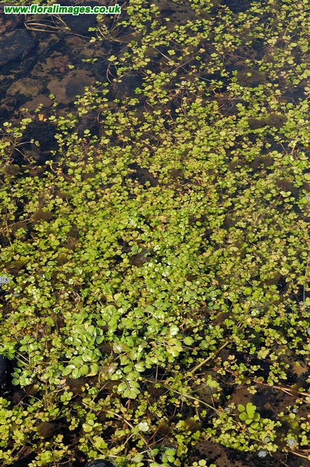 Helosciadium nodiflorum
