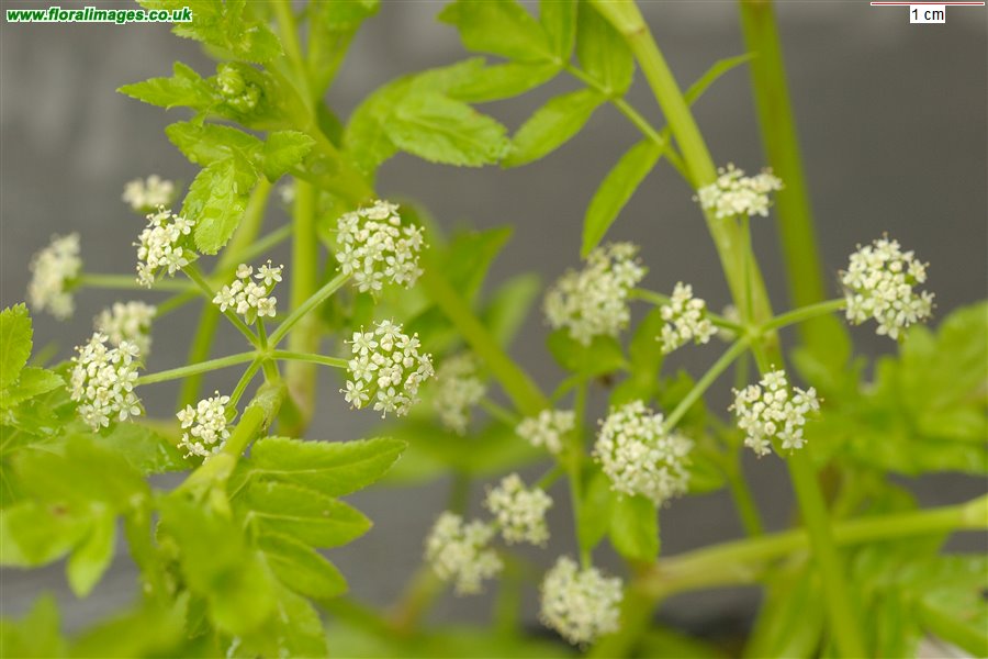 Helosciadium nodiflorum