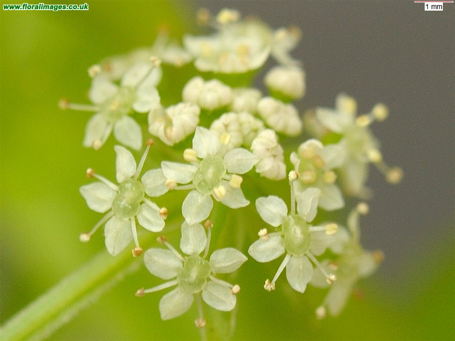 Helosciadium nodiflorum