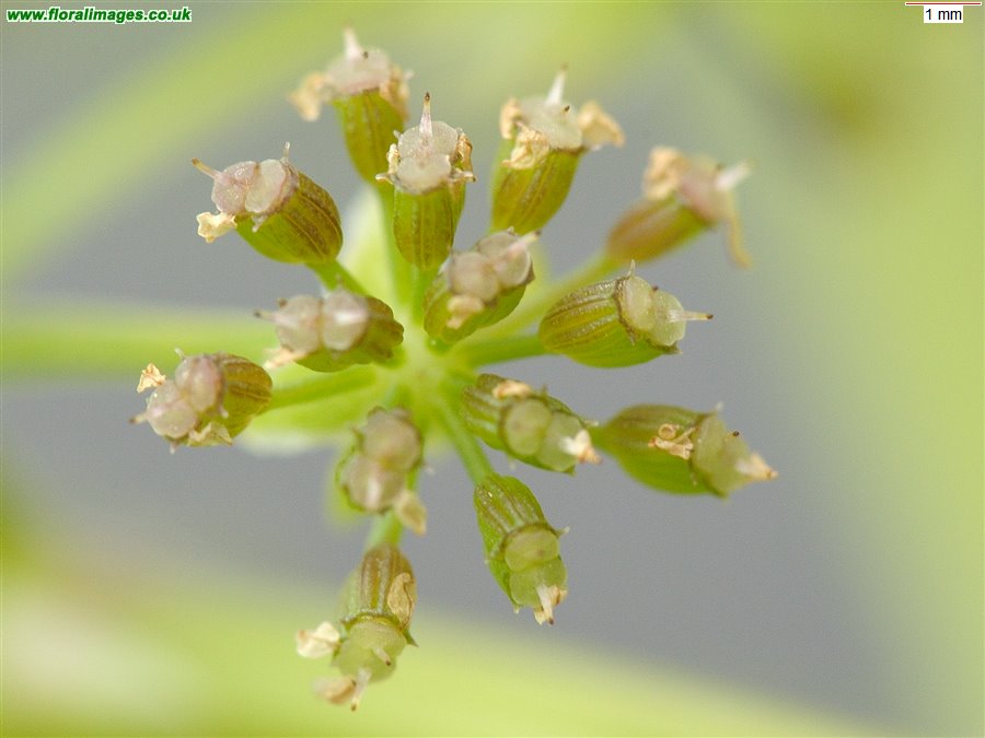 Helosciadium nodiflorum