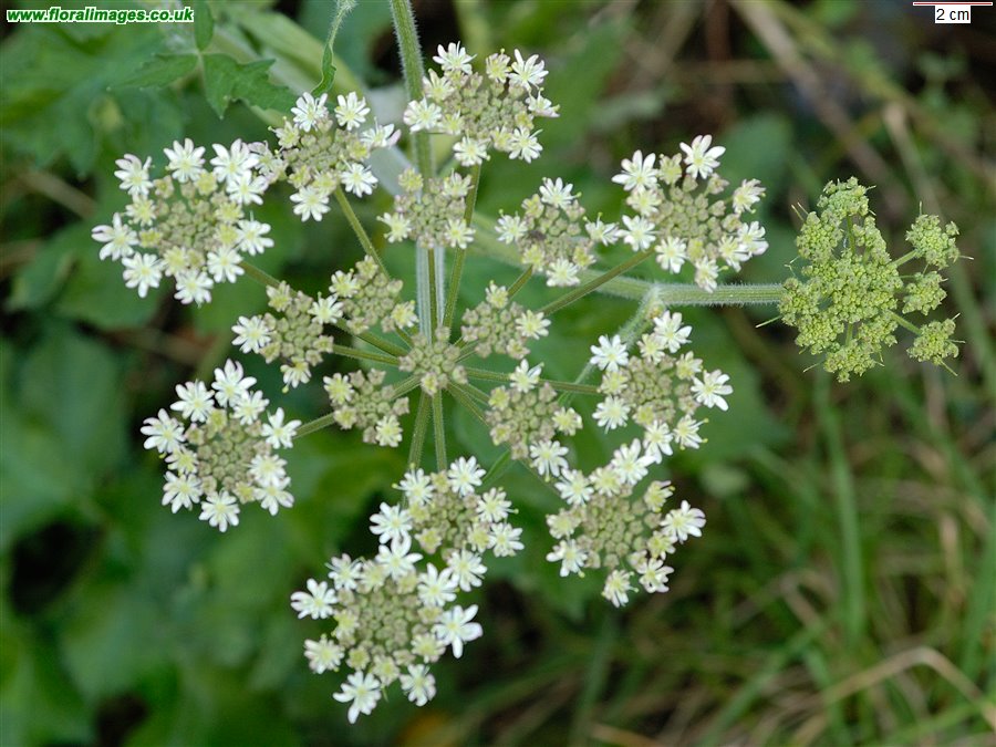 Heracleum sphondylium