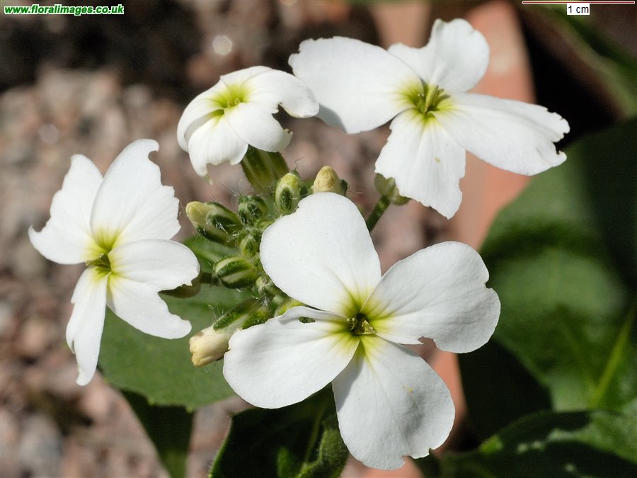 Hesperis matronalis