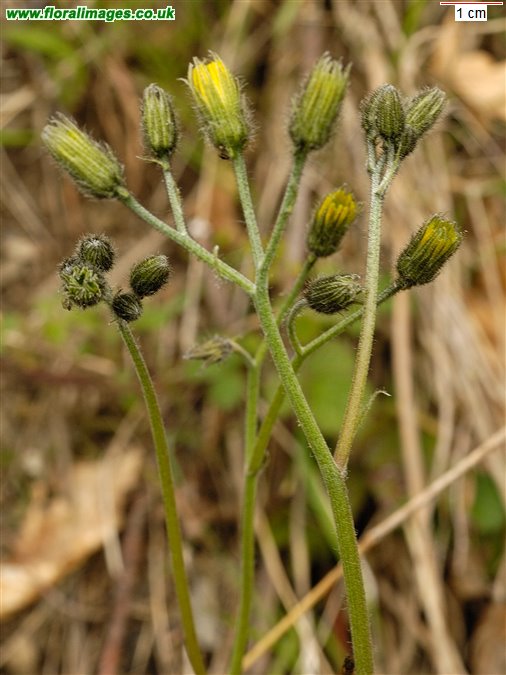 Hieracium maculatum