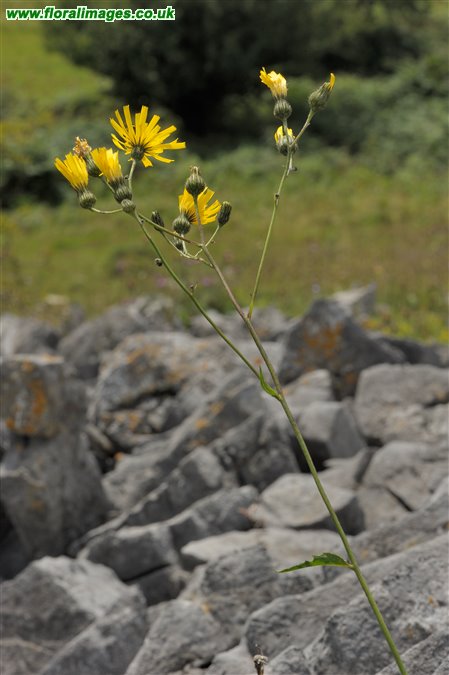 Hieracium sect. Oreadea