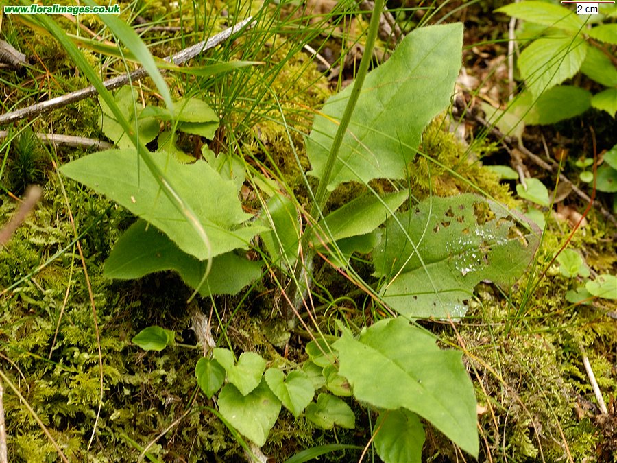Hieracium sect. Stelligera