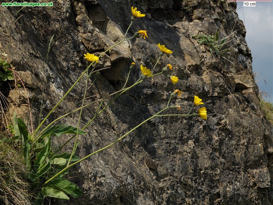 Hieracium subbritannicum