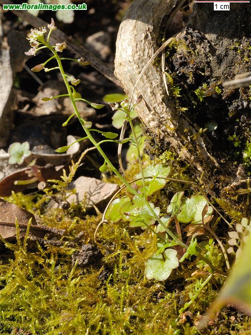 Hornungia petraea