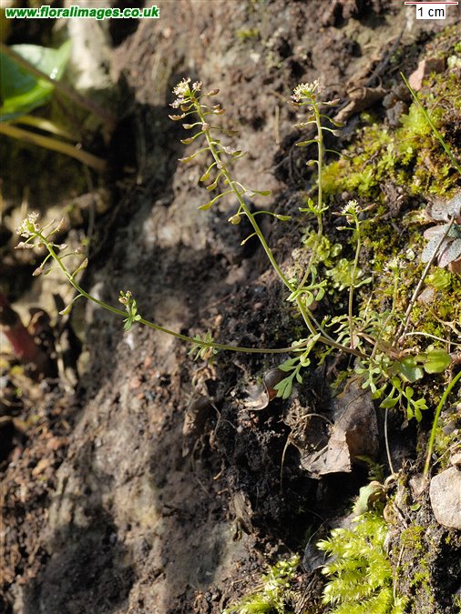 Hornungia petraea