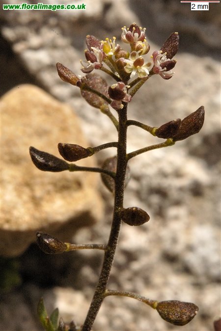 Hornungia petraea