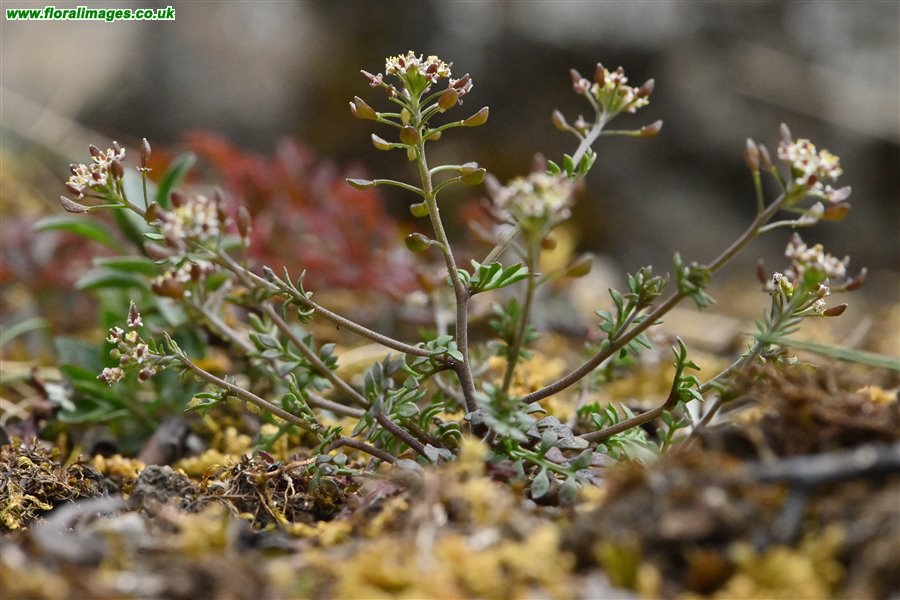 Hornungia petraea