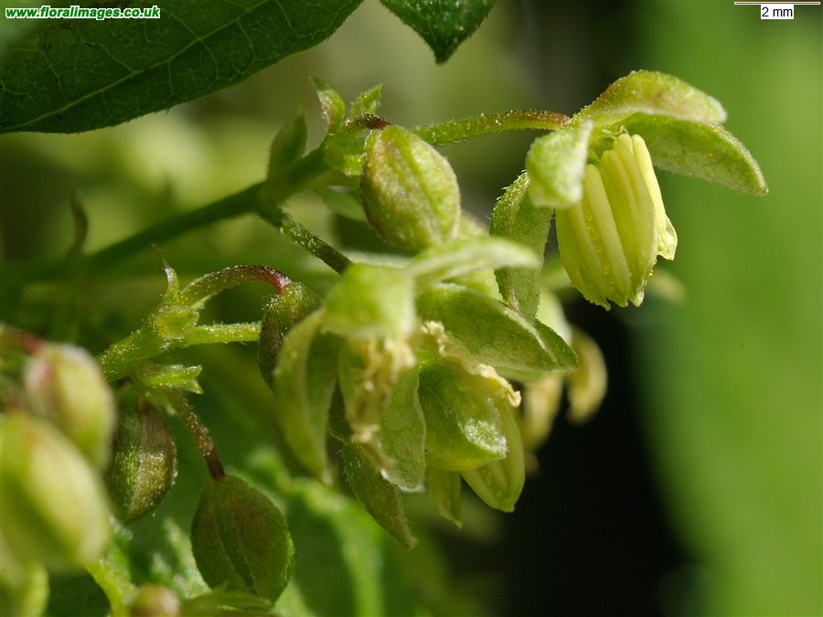 Humulus lupulus