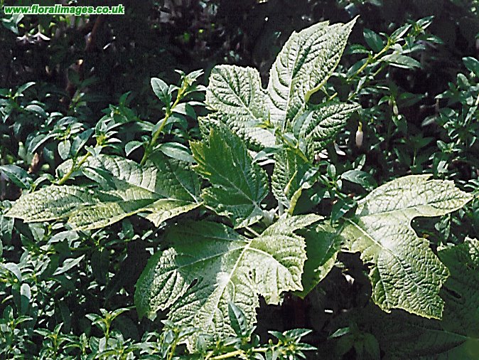 Hydrangea quercifolia