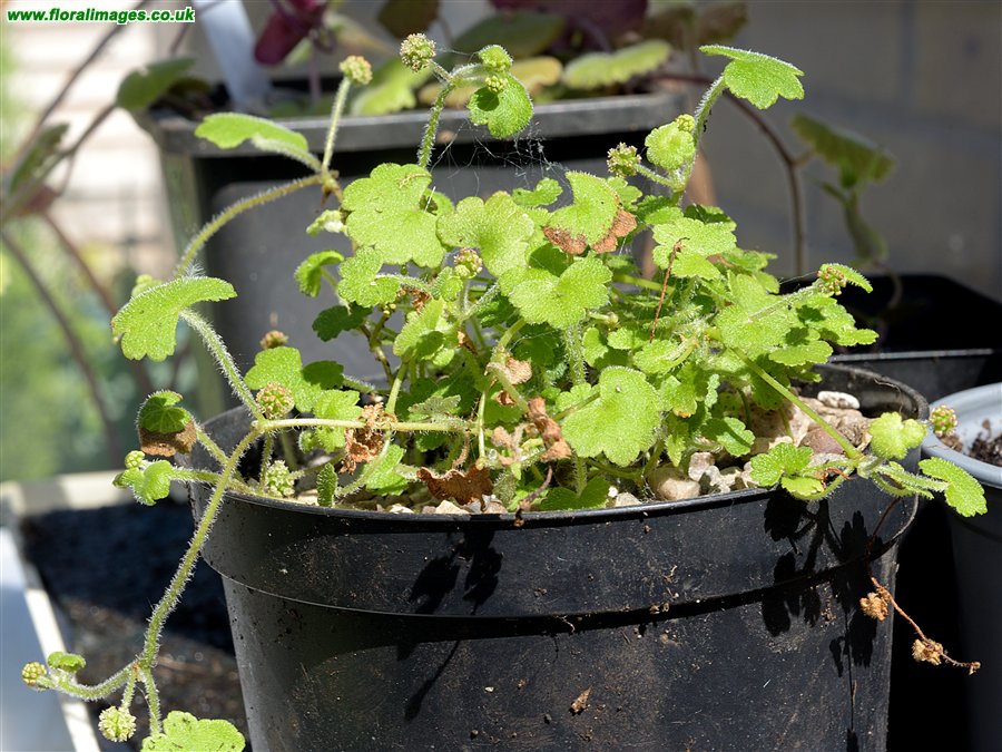 Hydrocotyle hirta