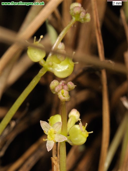 Hydrocotyle vulgaris