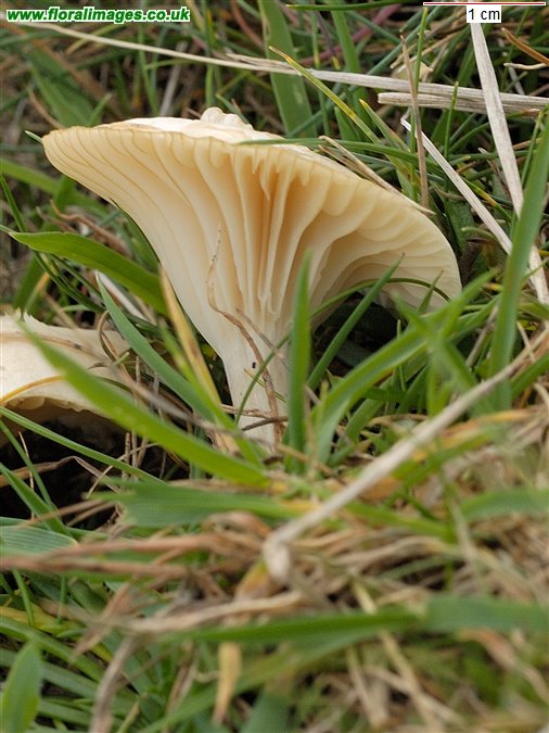 Hygrocybe virginea