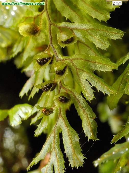 Hymenophyllum tunbrigense