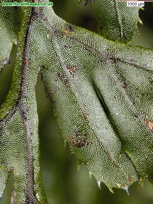 Hymenophyllum tunbrigense