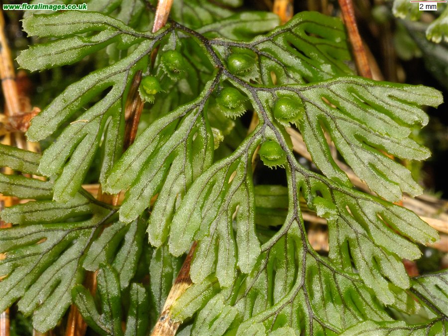 Hymenophyllum tunbrigense