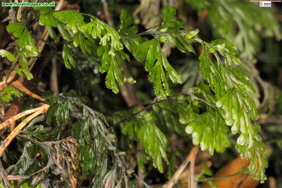 Hymenophyllum tunbrigense