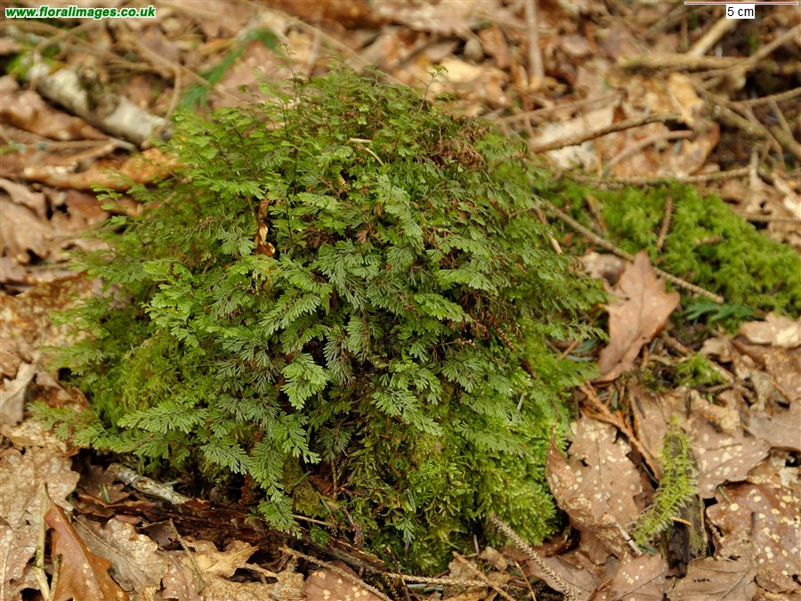 Hymenophyllum tunbrigense