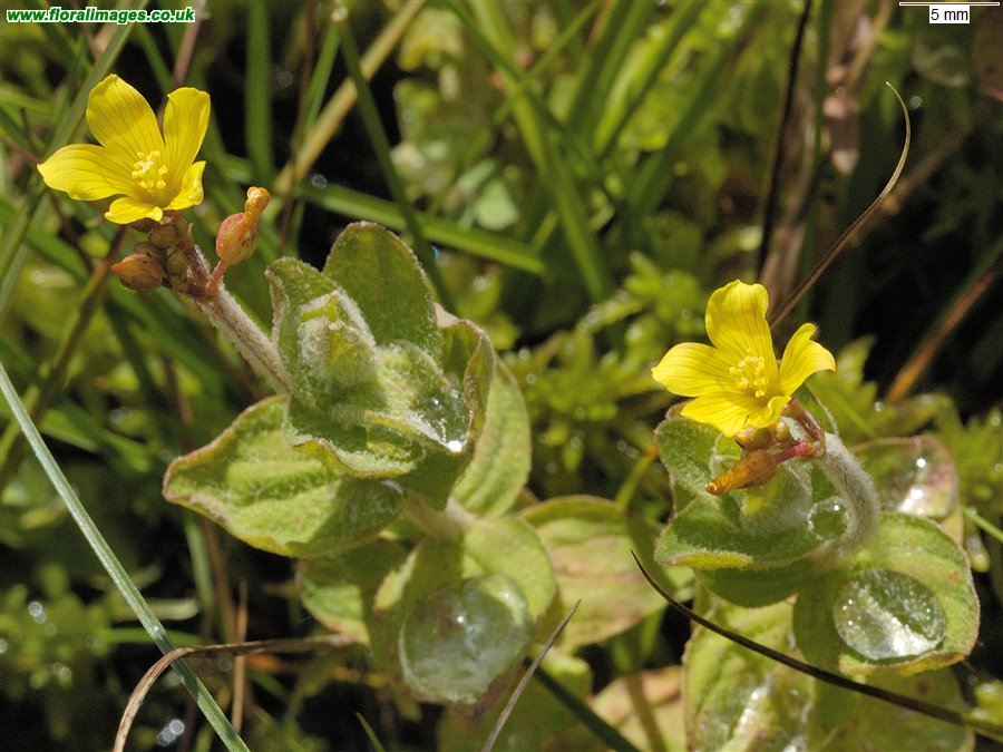 Hypericum elodes