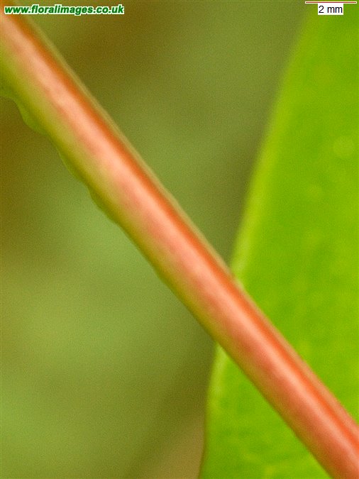 Hypericum hircinum