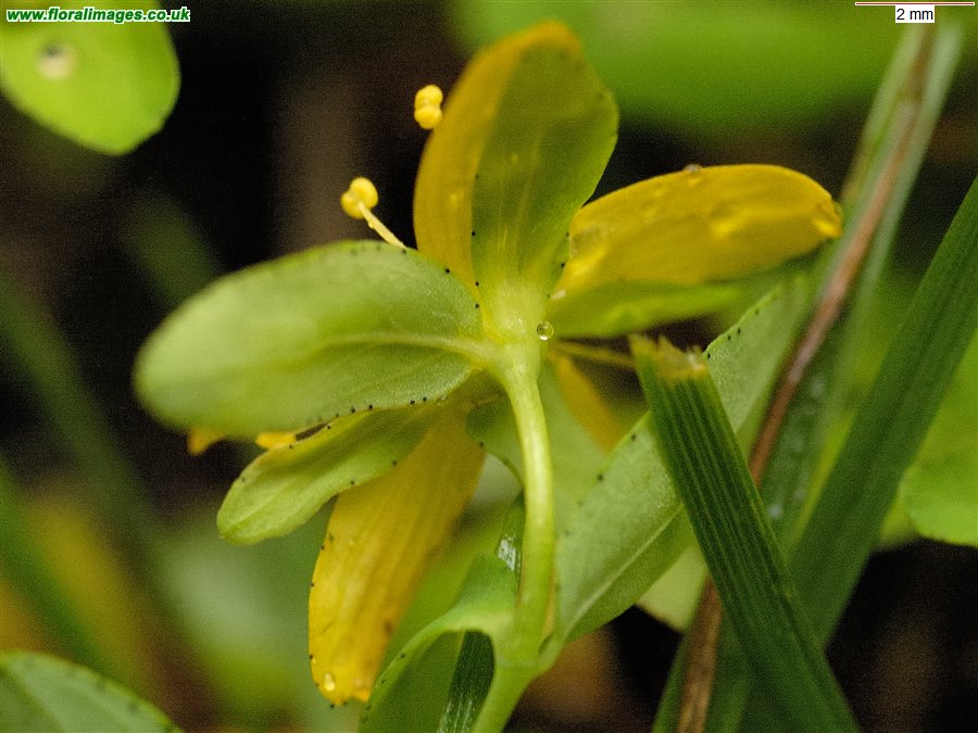 Hypericum humifusum