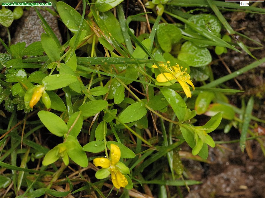 Hypericum humifusum