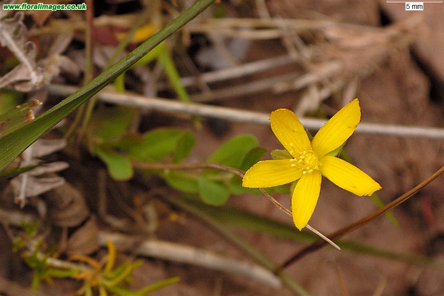 Hypericum humifusum
