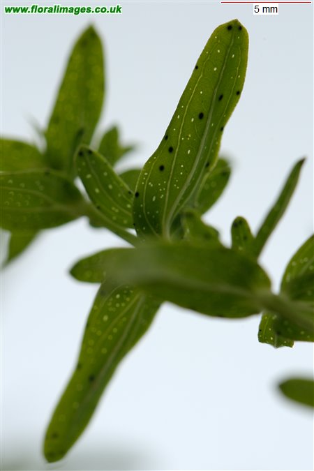 Hypericum perforatum