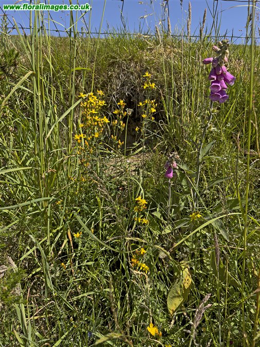 Hypericum pulchrum