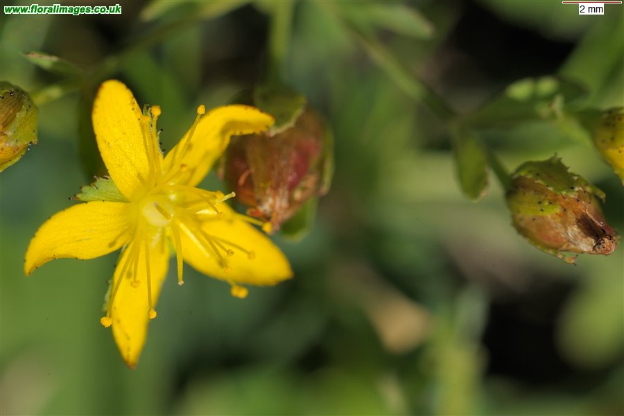 Hypericum x caesariense