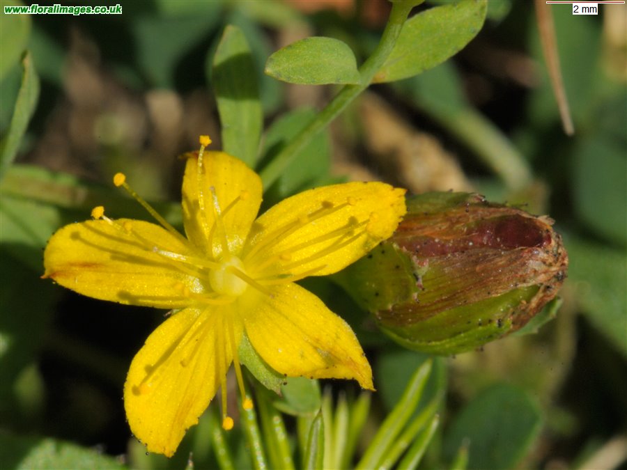 Hypericum x caesariense
