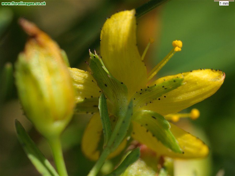 Hypericum x caesariense