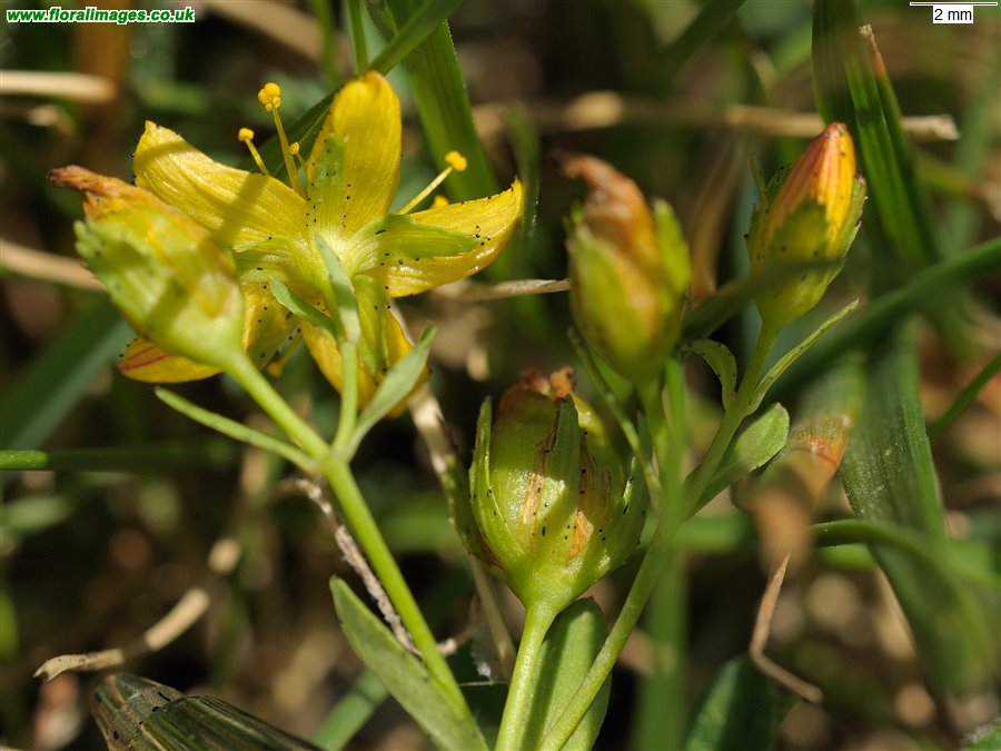 Hypericum x caesariense