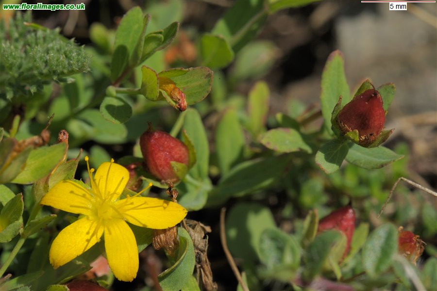 Hypericum x caesariense