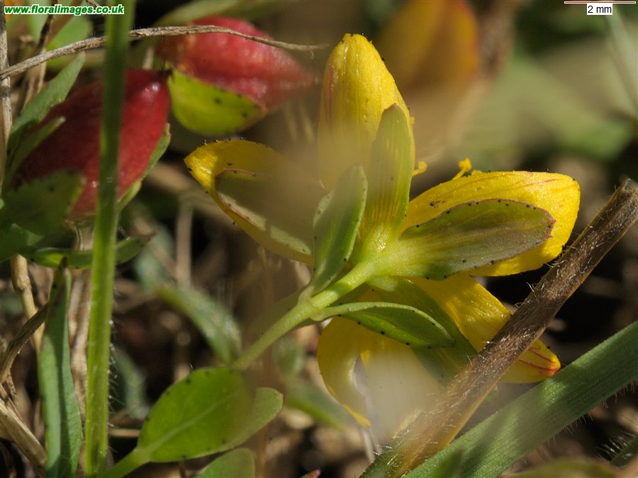Hypericum x caesariense