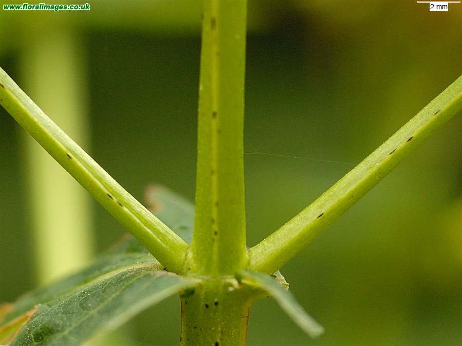 Hypericum x desetangsii