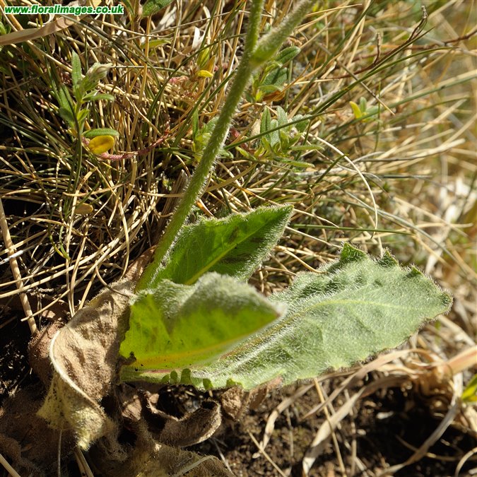 Hypochaeris maculata