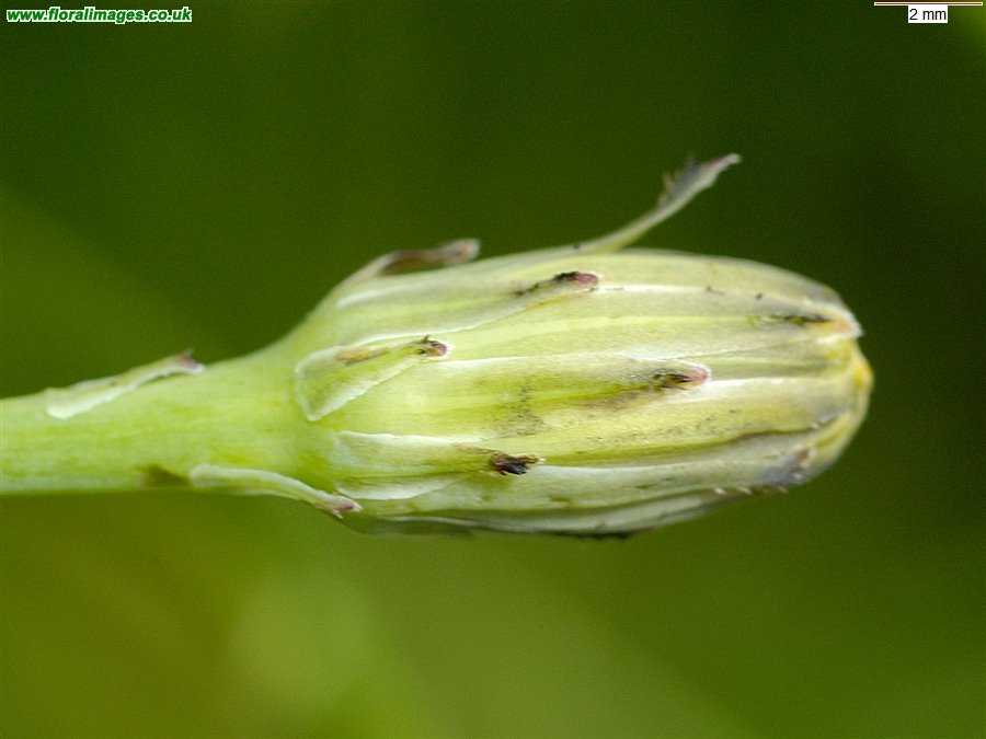 Hypochaeris radicata