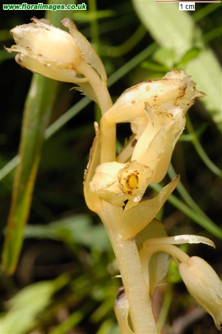 Hypopitys monotropa