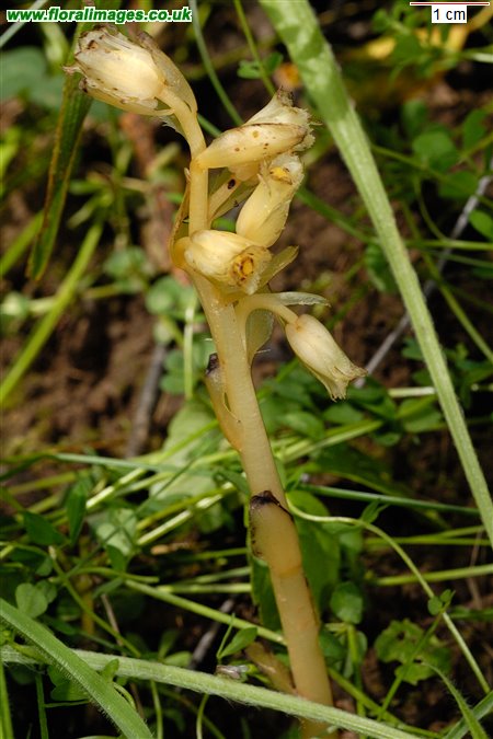 Hypopitys monotropa