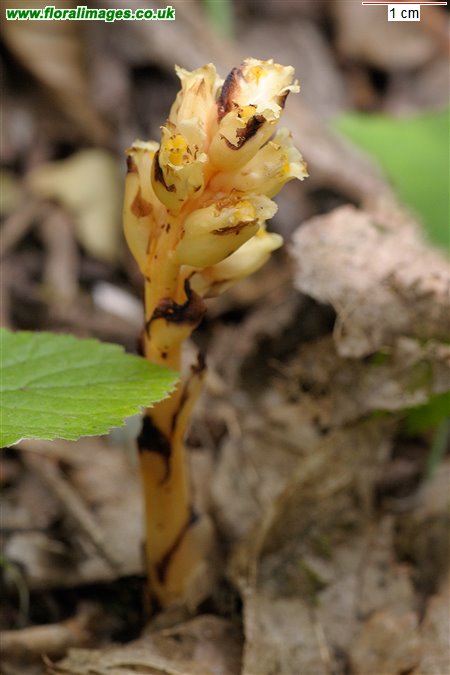 Hypopitys monotropa