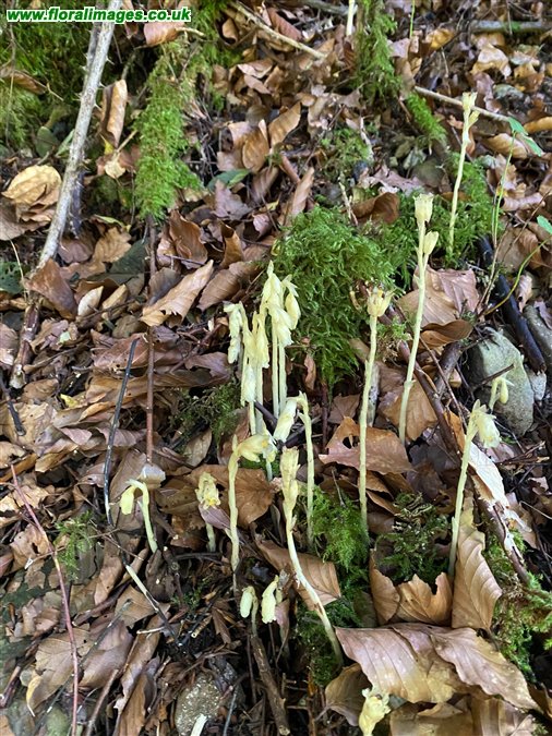Hypopitys monotropa